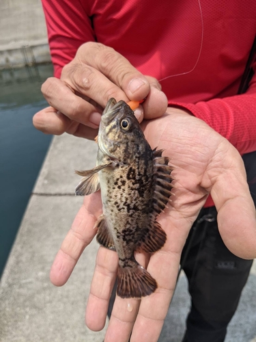 クロソイの釣果