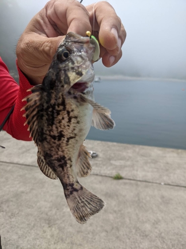 クロソイの釣果