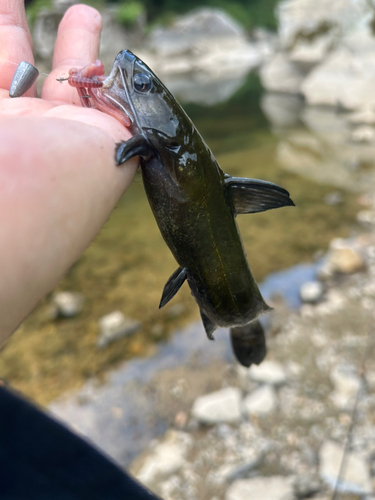 ギギの釣果