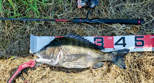 チヌの釣果