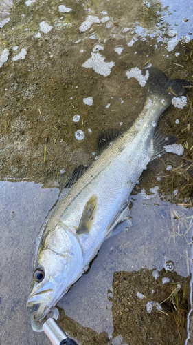 スズキの釣果