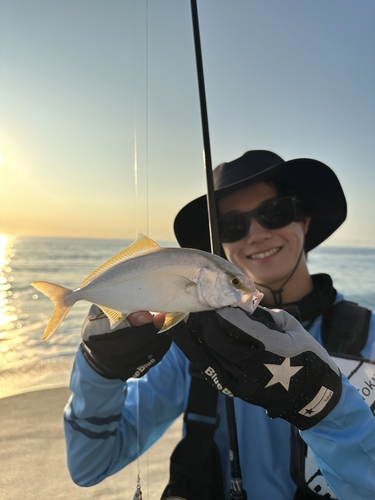 ショゴの釣果