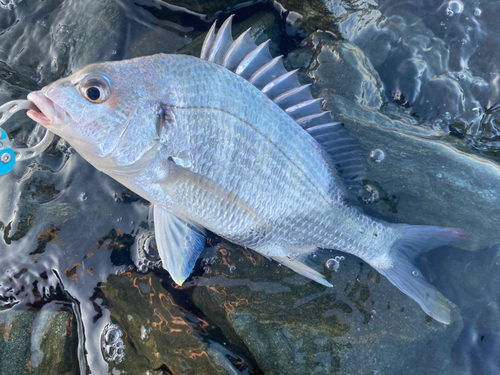 キビレの釣果