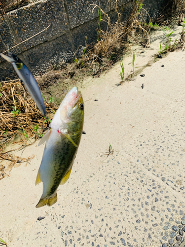 ラージマウスバスの釣果