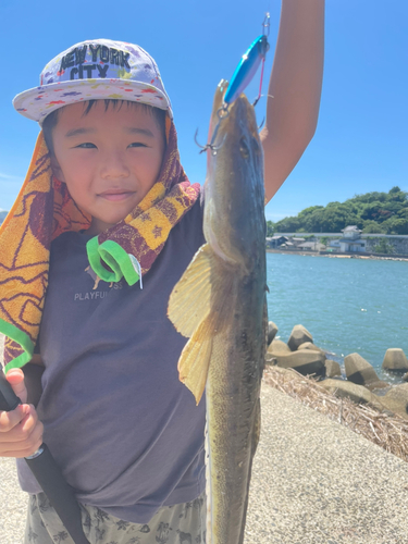 マゴチの釣果