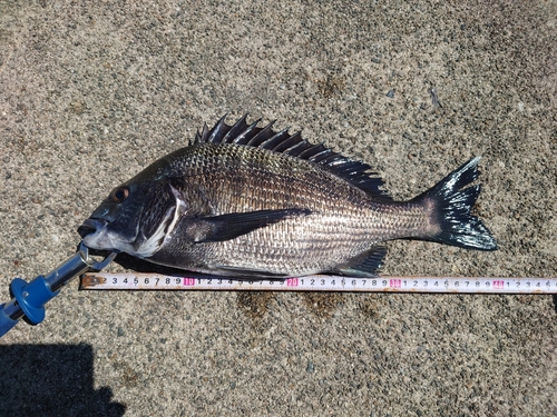 クロダイの釣果