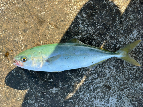 ワカシの釣果