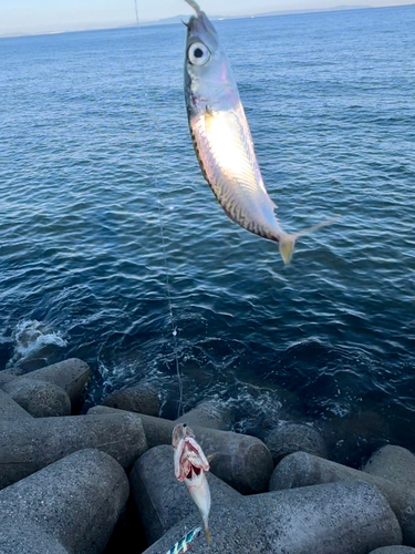 サバの釣果