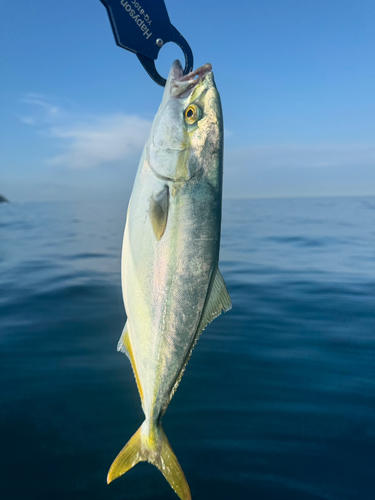 イナダの釣果