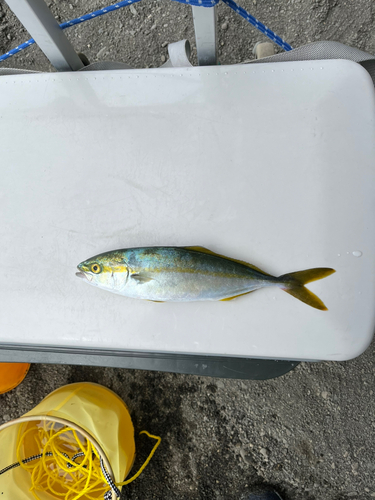 ワカシの釣果