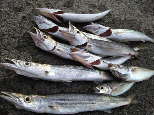 カマスの釣果