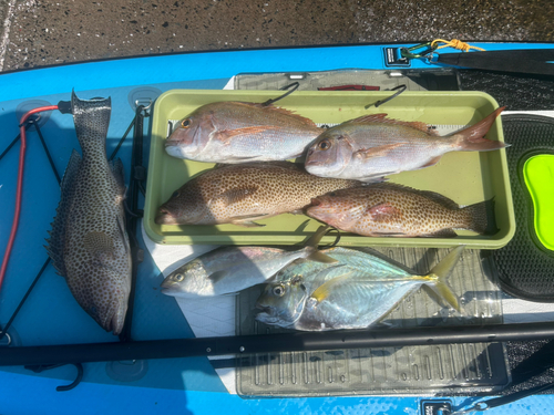 オオモンハタの釣果