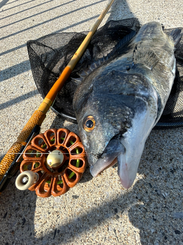 チヌの釣果