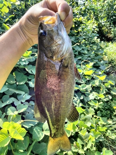 スモールマウスバスの釣果