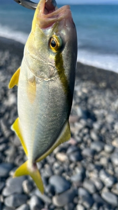 ショゴの釣果