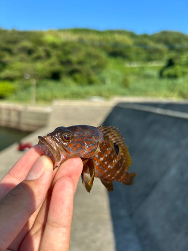 キジハタの釣果