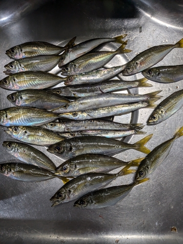 カマスの釣果