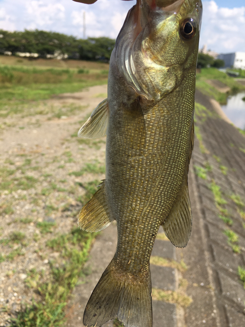 スモールマウスバス