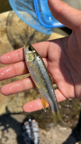 カワムツの釣果