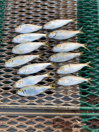 コノシロの釣果