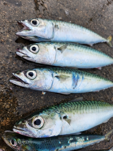 サバの釣果