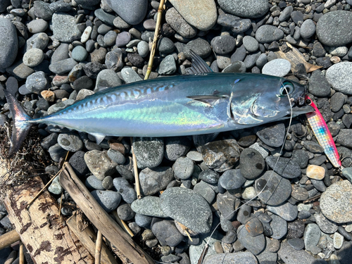 ソウダガツオの釣果