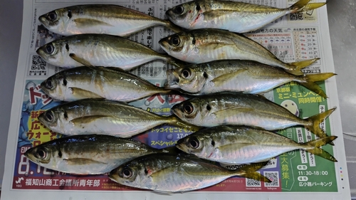 アジの釣果