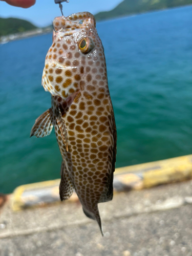 オオモンハタの釣果