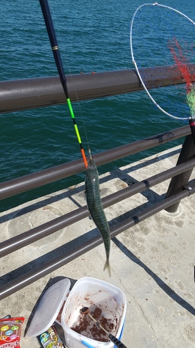 サバの釣果