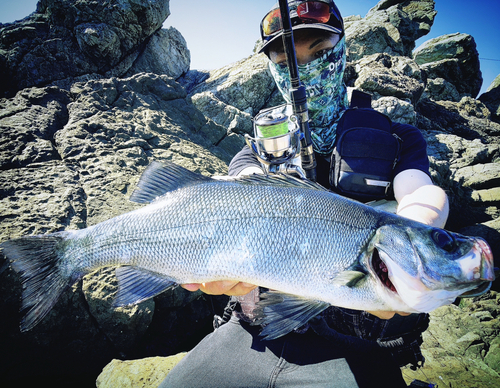 ヒラスズキの釣果