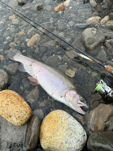 レインボートラウトの釣果