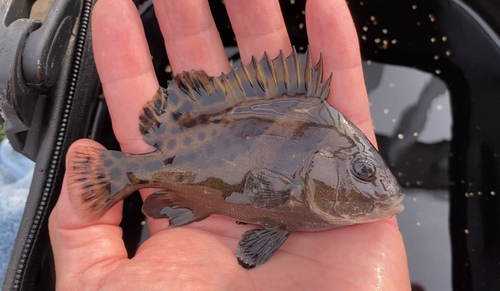 コショウダイの釣果