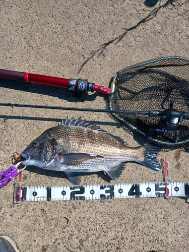 クロダイの釣果