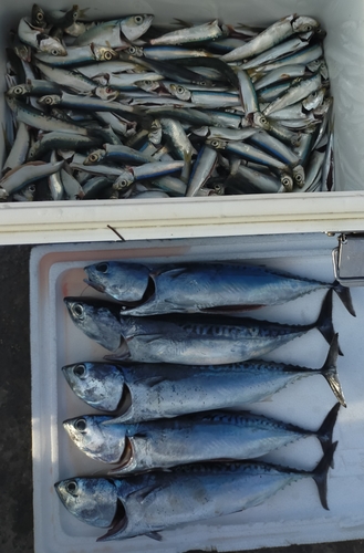 ソウダガツオの釣果