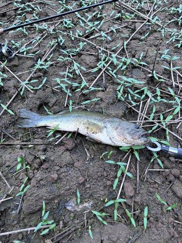 ラージマウスバスの釣果