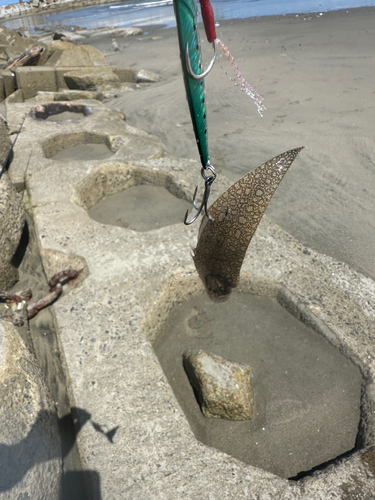 シタビラメの釣果