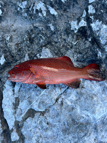 スジアラの釣果