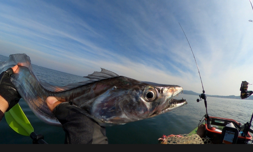 タチウオの釣果