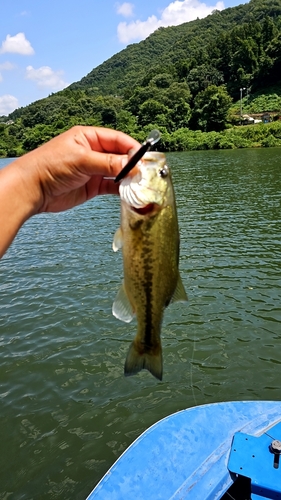 ラージマウスバスの釣果