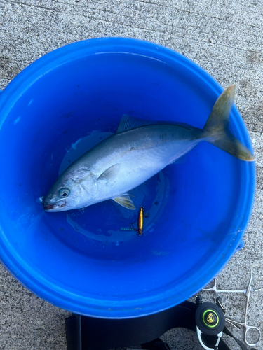 ツバスの釣果