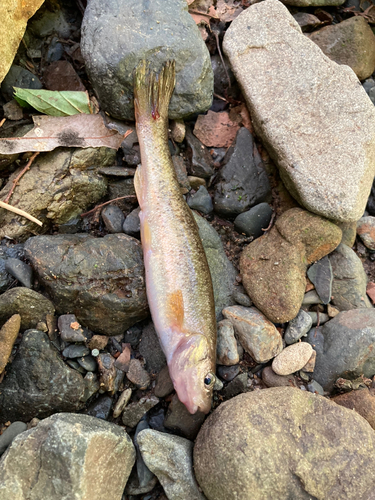 アブラハヤの釣果