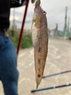 アナハゼの釣果