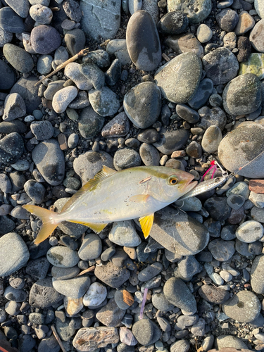 ショゴの釣果