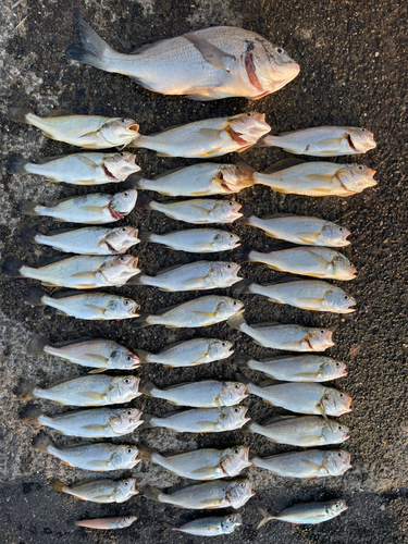 イシモチの釣果