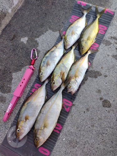 ショゴの釣果