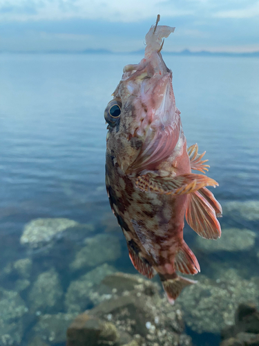 カサゴの釣果