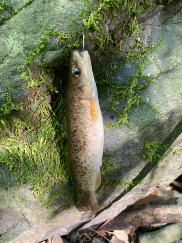 アブラハヤの釣果