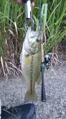 ラージマウスバスの釣果