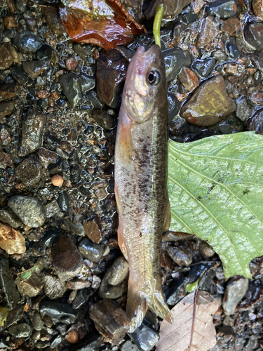 アブラハヤの釣果