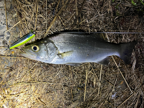 ヒラスズキの釣果